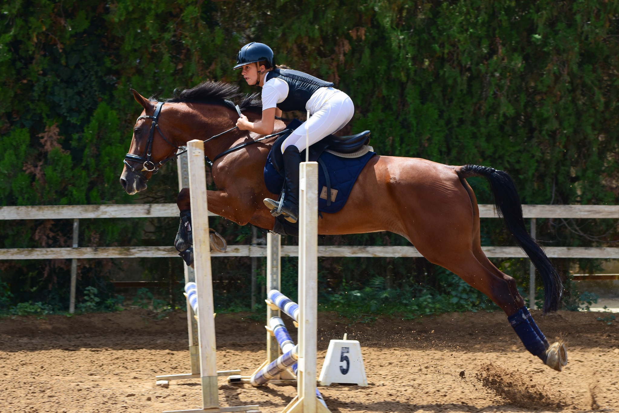 Equitazione · Salto ostacoli — fotografia 7